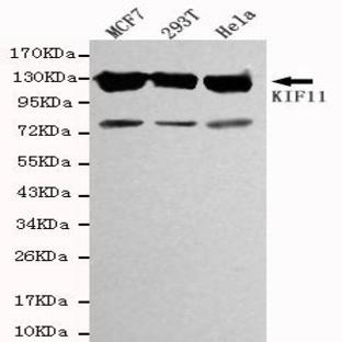 Eg5 / KIF11 mAb