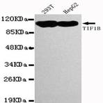 TRIM28 (C-terminus) mAb