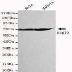 HSP70 (C-terminus) mAb