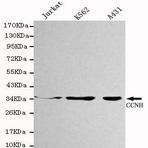 Cyclin H mAb