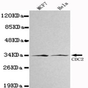 Cdk1/Cdc2 mAb