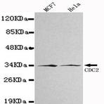 Cdk1/Cdc2 mAb