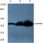 GAPDH (1A6) mAb-HRP