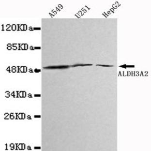 ALDH3A2 mAb