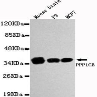 PPP1CB mAb