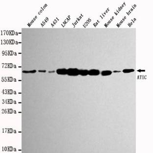 ATIC mAb