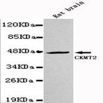 CKMT2 mAb