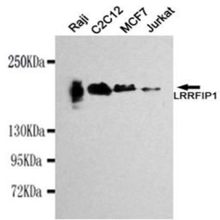 LRRFIP1 mAb