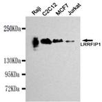 LRRFIP1 mAb