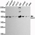 HDAC3 mAb