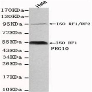 PEG10 mAb