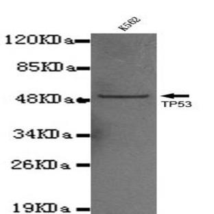 p53 (C-terminus) mAb