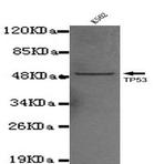 p53 (C-terminus) mAb