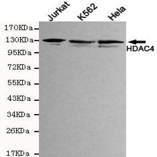 HDAC4 (N-terminus) mAb