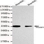 POU5F1 / OCT4 mAb