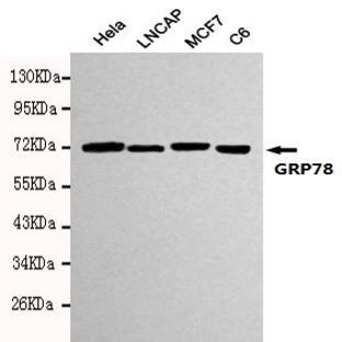 GRP78/BiP (C-terminus) mAb