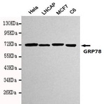 GRP78/BiP (C-terminus) mAb