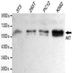 AKT (C-terminus) mAb