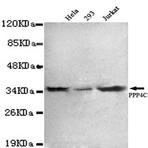 PPP4C mAb