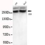 CHD3 (C-terminus) mAb