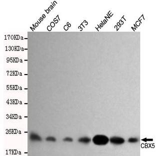 CBX5 mAb