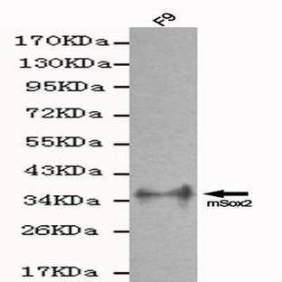 Sox2 mAb