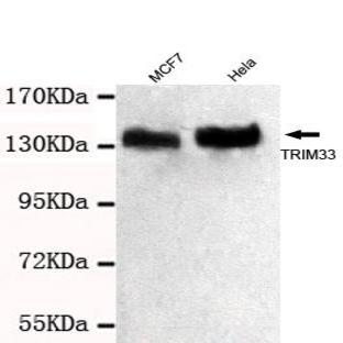 TRIM33 (C-terminus) mAb