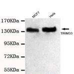 TRIM33 (C-terminus) mAb