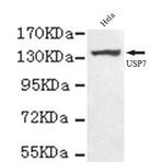 USP7 (C-terminus) mAb