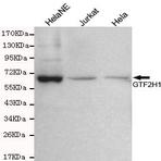 GTF2H1 mAb