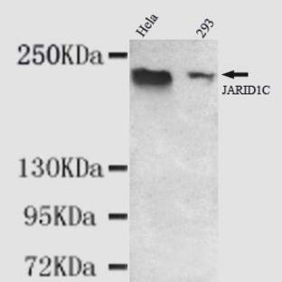 KDM5C (C-terminus) mAb