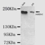 KDM5C (C-terminus) mAb