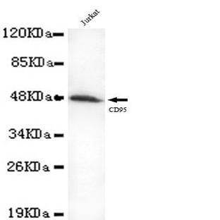 CD95/FAS (C-terminus) mAb