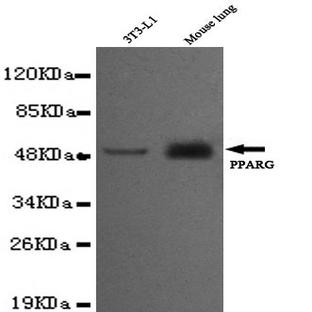 PPAR-(gamma) (C-terminus) mAb