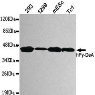  Pyruvate Dehydrogenase (C-term) mAb