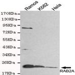 Rab2A (C-Terminus) mAb