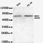 JMJD6 (N-terminus) mAb