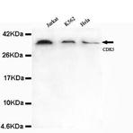 CDK5 (N-terminus) mAb