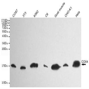 Cox-4(C-terminus) mAb