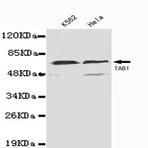 TAB1(N-terminus) mAb