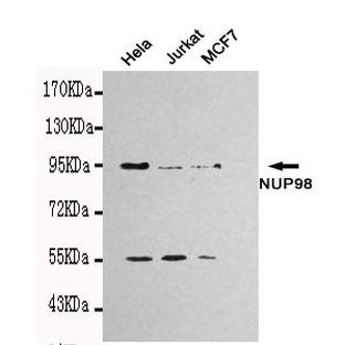 NUP98 mAb