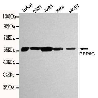 PPP5C mAb