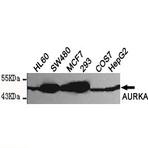 AURKA (N-terminus) mAb