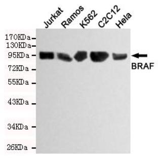 Raf-B mAb