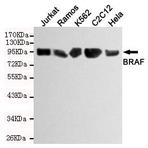 Raf-B mAb