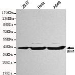 BMI1 mAb