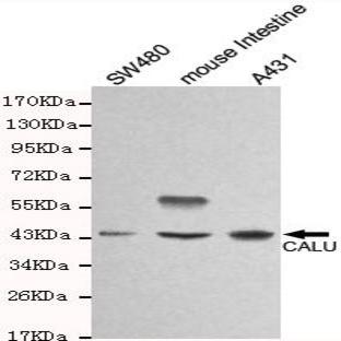 Calumenin (C-terminus) mAb