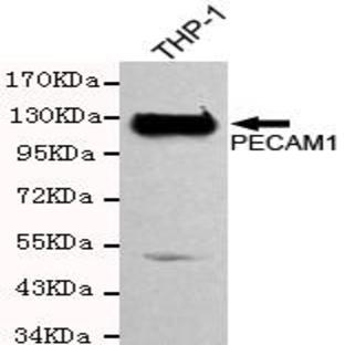 CD31/PECAM-1 mAb