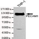 CD31/PECAM-1 mAb