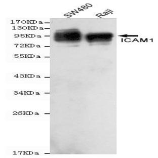 ICAM-1 (C-term) mAb